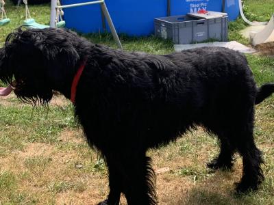 Giant Schnauzer dog for stud  IKC reg