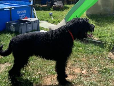Giant Schnauzer dog for stud  IKC reg
