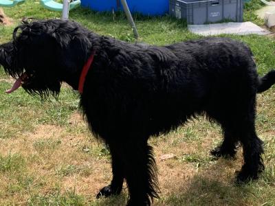 Giant Schnauzer dog for stud  IKC reg