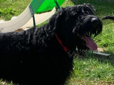 Giant Schnauzer dog for stud  IKC reg