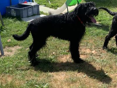 Giant Schnauzer dog for stud  IKC reg