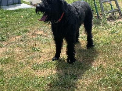 Giant Schnauzer dog for stud  IKC reg