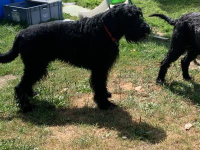 Giant Schnauzer dog for stud  IKC reg