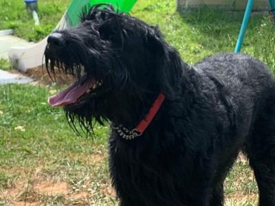 Giant Schnauzer dog for stud  IKC reg