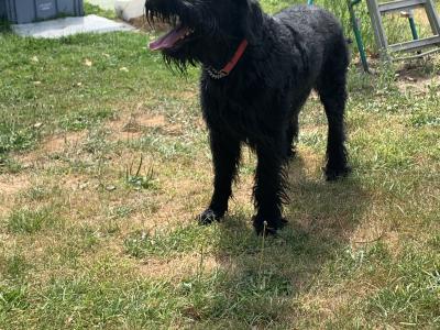 Giant Schnauzer dog for stud  IKC reg