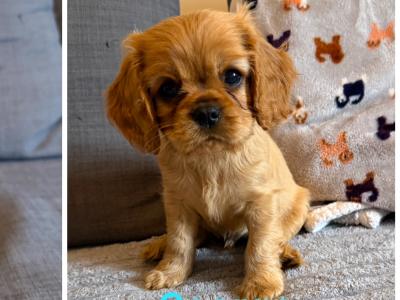 IKC Registered Cavalier King Charles Spaniel puppies