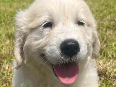 Golden Retriever puppies in Cork