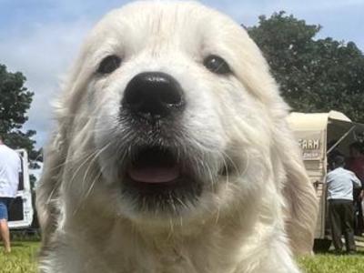 Golden Retriever puppies in Cork