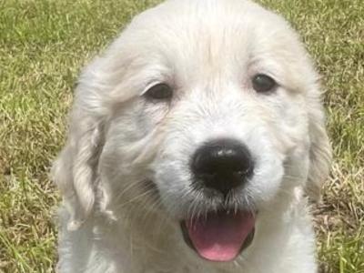 Golden Retriever puppies in Cork