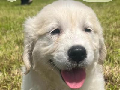 Golden Retriever puppies in Cork