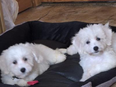 Beautiful Bichon Frise puppies male & female in Dublin. Parent are family pets