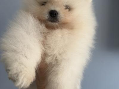 💙 Male Pomeranian puppy 💙 IKC Registered (pending) for sale in Laois