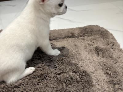Chihuahua puppies in Dublin