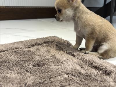 Chihuahua puppies in Dublin