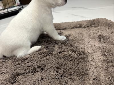 Chihuahua puppies in Dublin