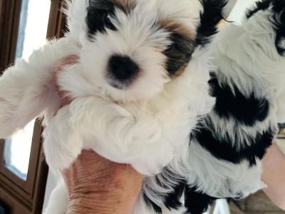Biewer Terrier puppies in Wexford