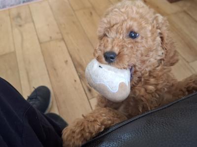 2 IKC Registered male Miniature Poodle puppies in Wexford