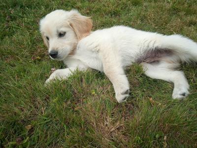 Irish Setter x Golden Retriever puppies 4 months old in Wexford