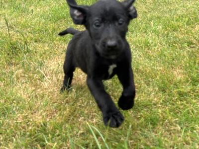 Labrador x German Pointer puppies in Offaly
