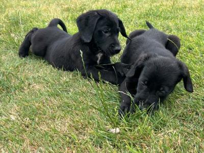 Labrador x German Pointer puppies in Offaly