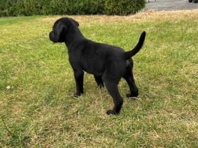 Labrador x German Pointer puppies in Offaly