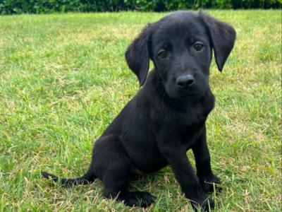 Labrador x German Pointer puppies in Offaly