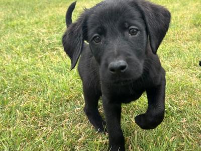 Labrador x German Pointer puppies in Offaly
