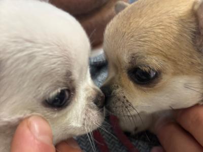 Chihuahua puppies in Dublin