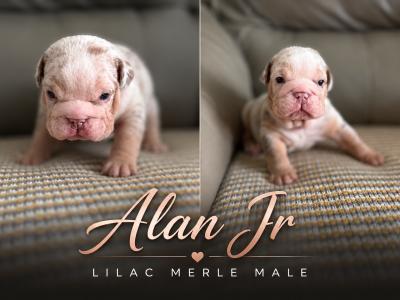 New English Bulldog puppies in Derry