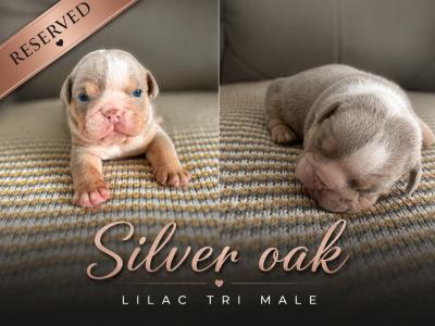 New English Bulldog puppies in Derry