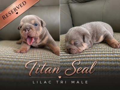 New English Bulldog puppies in Derry