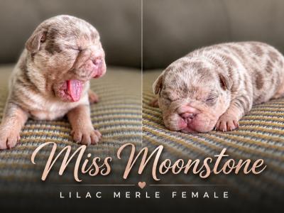 New English Bulldog puppies in Derry