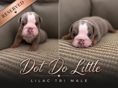 New English Bulldog puppies in Derry