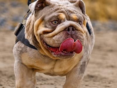New English Bulldog puppies in Derry