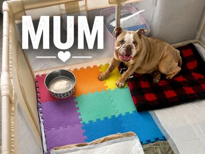 New English Bulldog puppies in Derry
