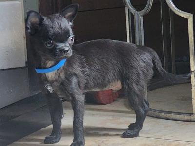 Chihuahua puppies in Tipperary