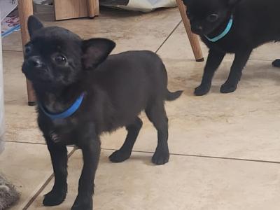 Chihuahua puppies in Tipperary