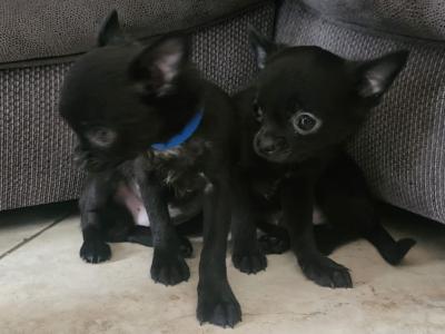 Chihuahua puppies in Tipperary