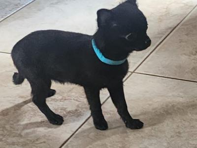 Chihuahua puppies in Tipperary