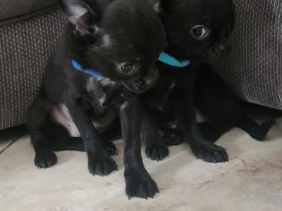 Chihuahua puppies in Tipperary