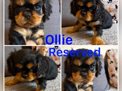 IKC Registered Cavalier King Charles Spaniel puppies