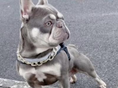 lilac and tan and Isabella and tan French Bulldogs studs