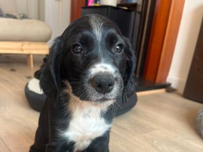 Irish Water Spaniel X puppies – smart, friendly, highly trainable