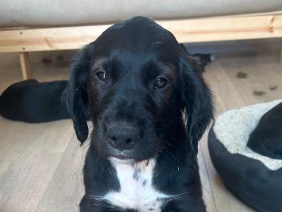 Irish Water Spaniel X puppies – smart, friendly, highly trainable