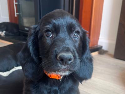 Irish Water Spaniel X puppies – smart, friendly, highly trainable