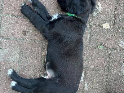 Irish Water Spaniel X puppies – smart, friendly, highly trainable