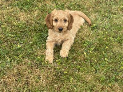 Beautiful Cockapoo puppies in Wexford