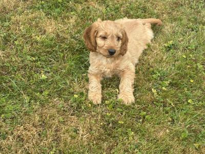 Beautiful Cockapoo puppies in Wexford