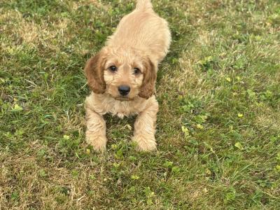 Beautiful Cockapoo puppies in Wexford