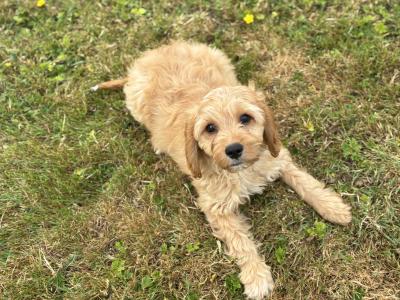 Beautiful Cockapoo puppies in Wexford